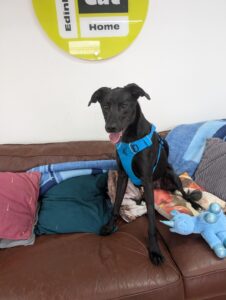 Pet Image